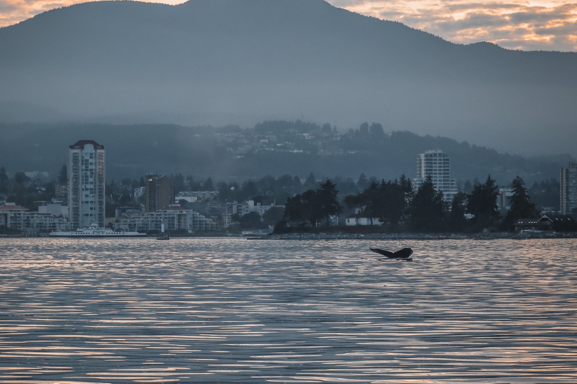Why Nanaimo - Best Locations for Incredible Whale Watching